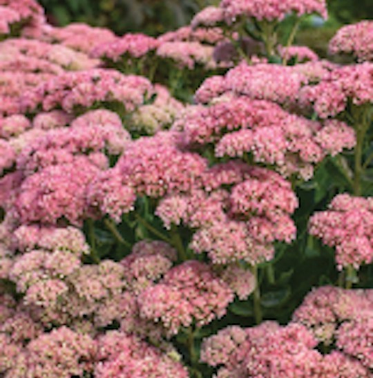 Autumn Joy Sedum — the plant that provides COLOR in the fall!