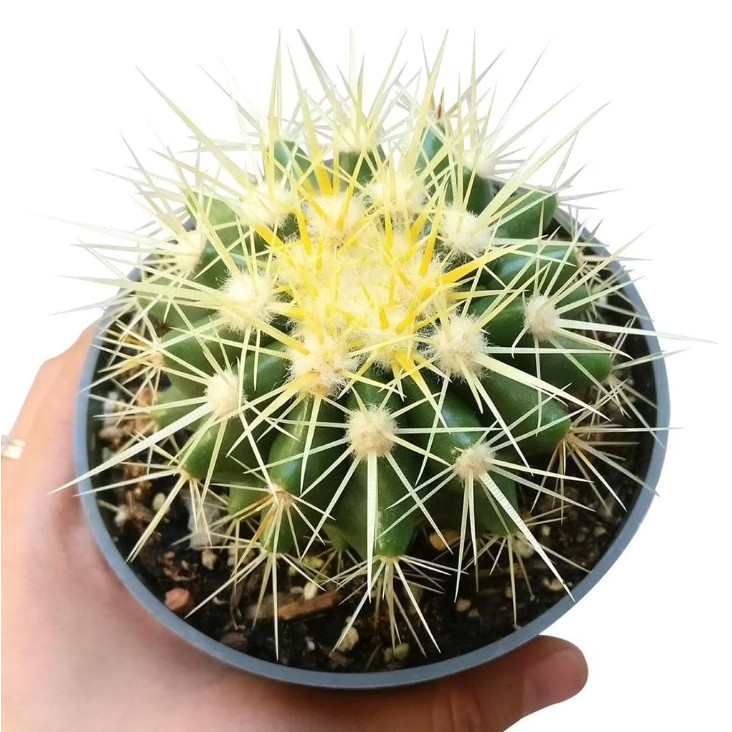 Echinocactus Grusonii ‘Golden Barrel Cactus’, Currently in a 4″ Container