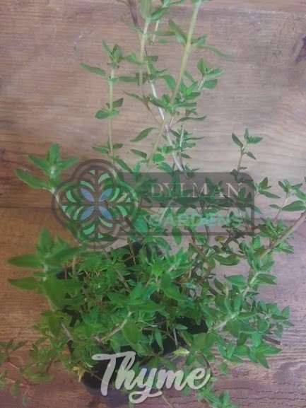 Common Garden Thyme Plant (Thymus vulgaris) Culinary Herb – Multiple Sizes