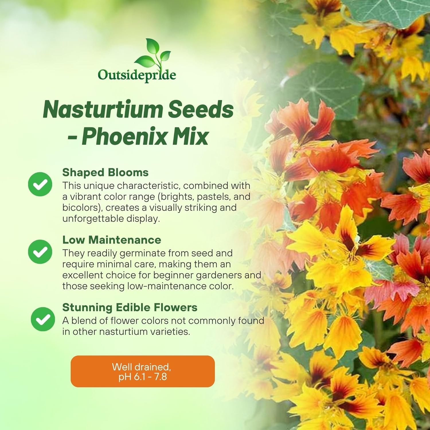 25 Seeds Nasturtium Tropaeolum Majus Phoenix Vine Seed Flower Mix