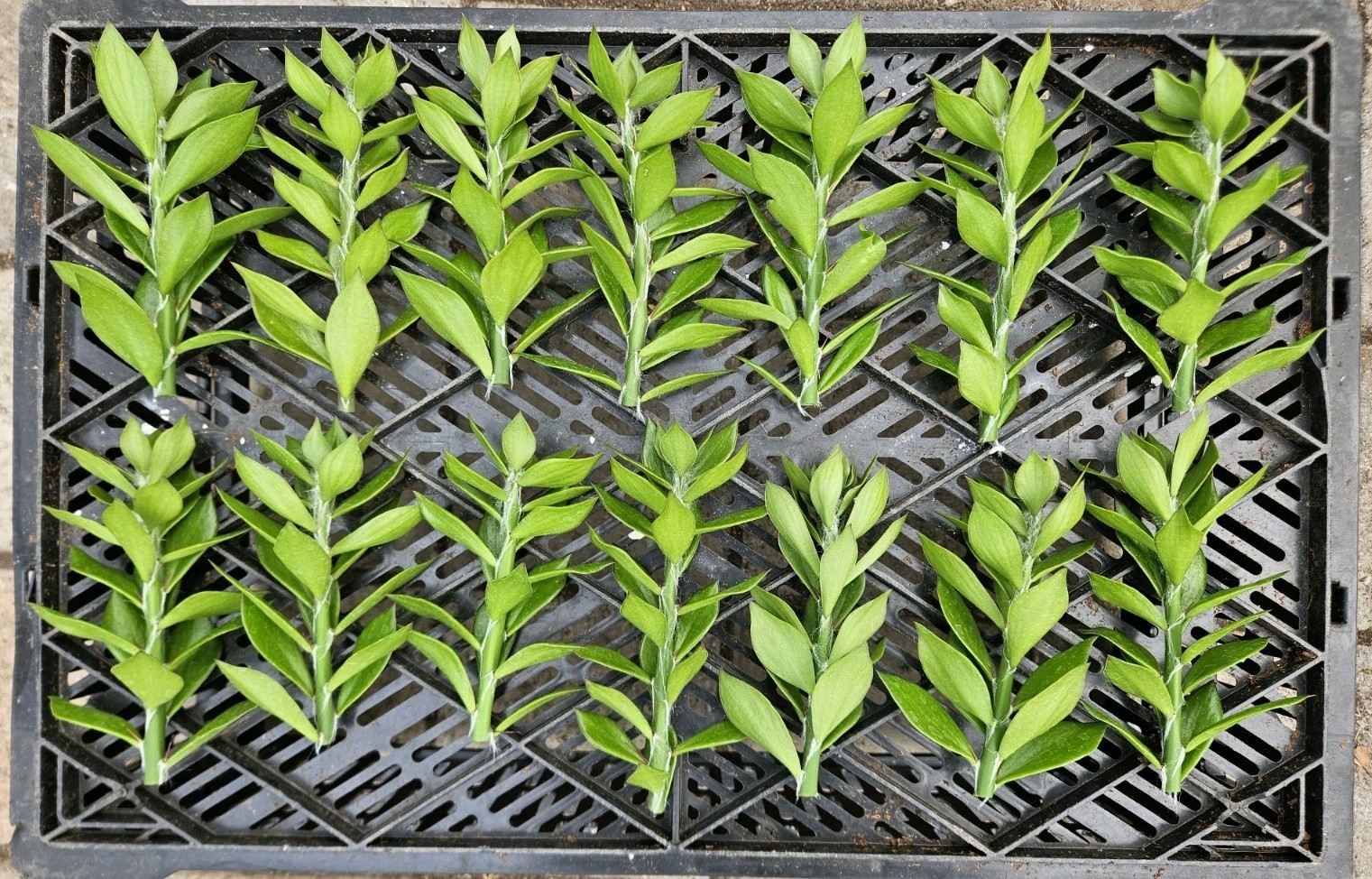 50 Pereskiopsis Cactus Grafting Stock Cuttings 5+” inch perfect A+ read descrip