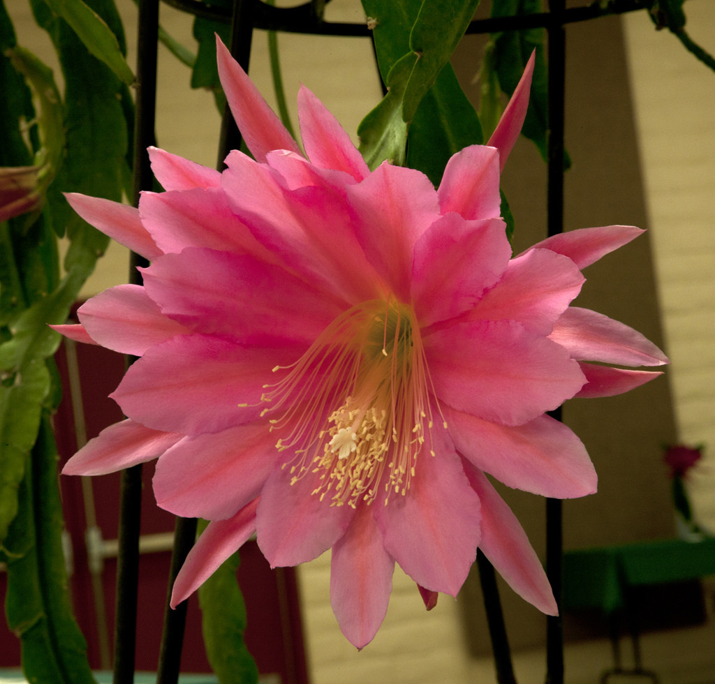 6 Mystery Epiphyllum Orchid Cactus Cuttings, Mixed colors, Assorted – Not Named