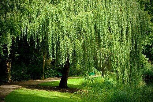 2 Golden Weeping Willow Trees – Ready to Plant – Live Plants – Beautiful Arching
