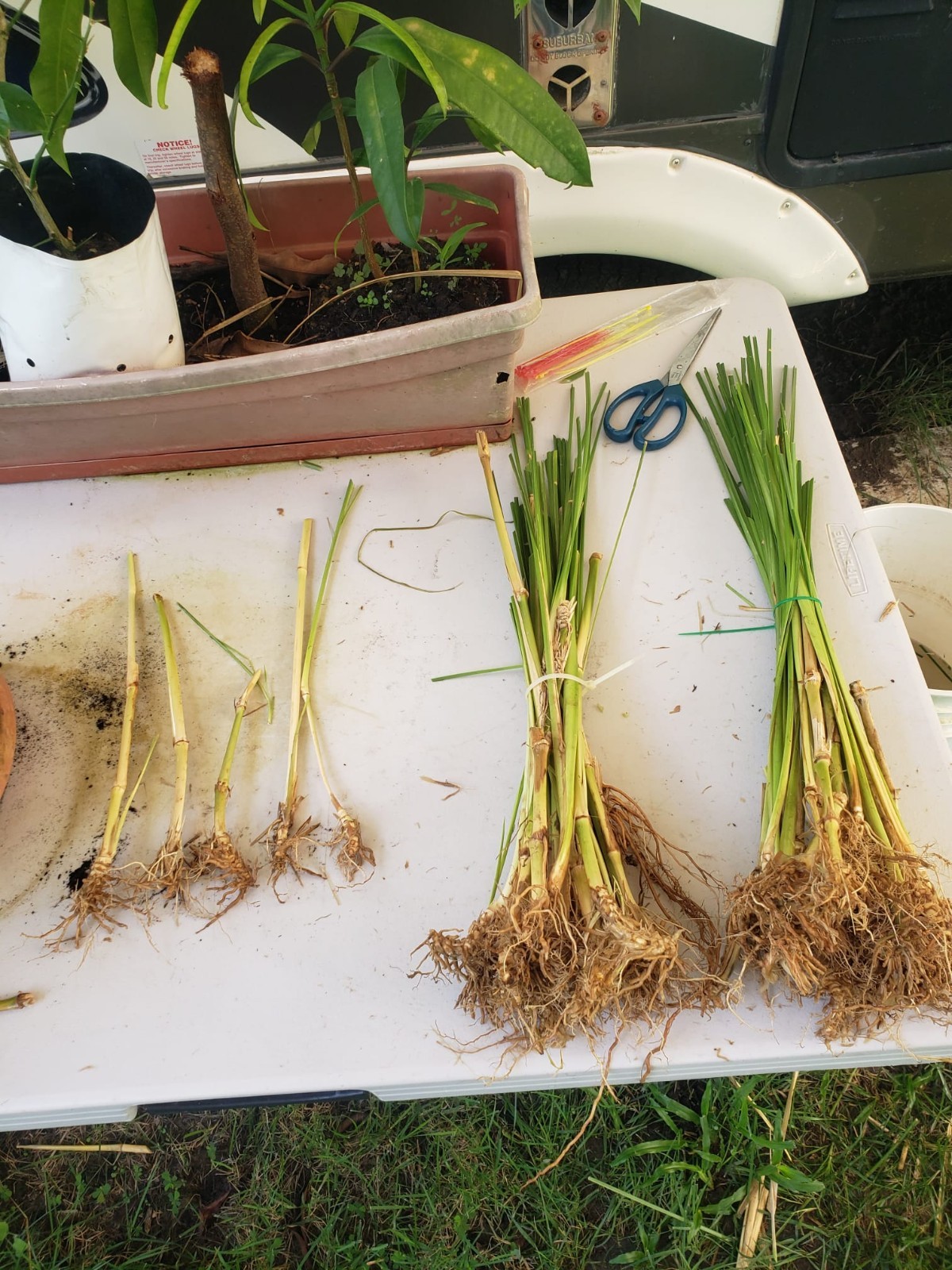 Vetiver live plant for EROSION CONTROL & Ornamental use