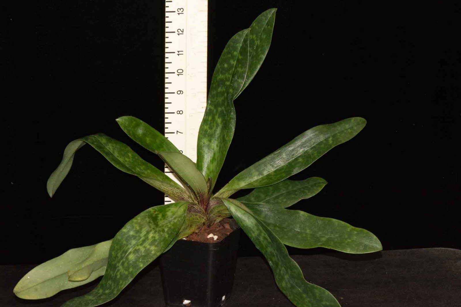 Paphiopedilum QF Amanda #3, in spike