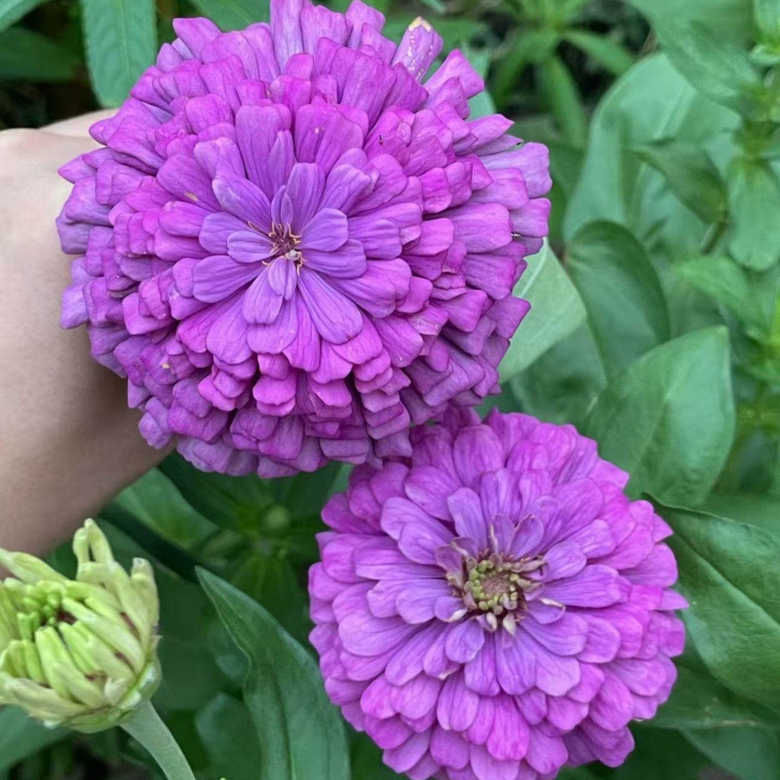 50 Purple Zinnia Seeds – Large Double Blooms, Easy Annual Garden Flowers