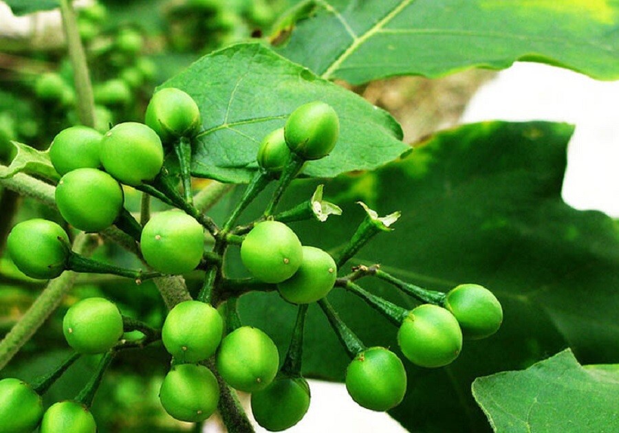 100+ FRESH SEEDS TURKEY BERRY-BRUSH/WILD EGGPLANT-MAKUA PUANG