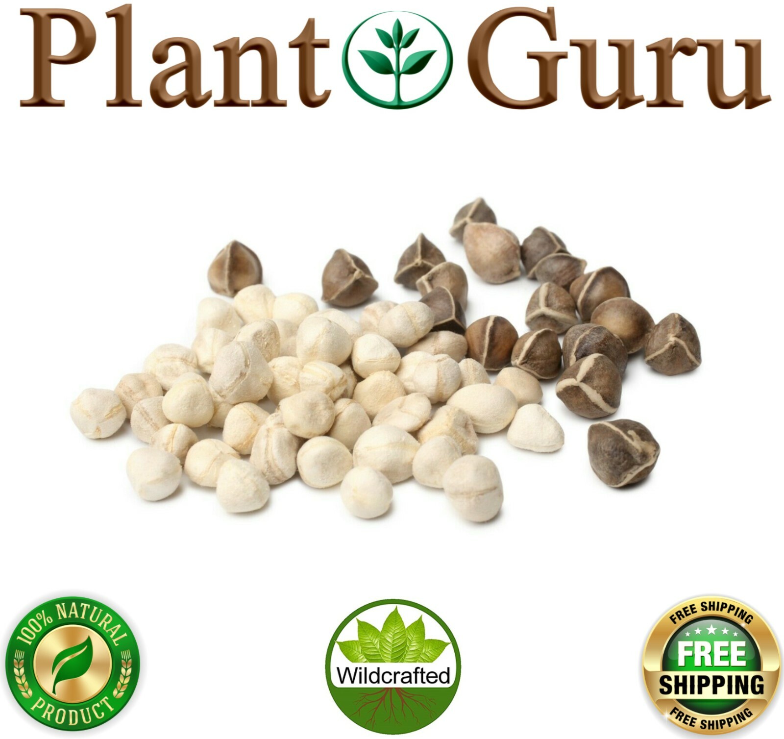 2500 Moringa Oleifera Seeds Kernel 2 lbs. Jar Bulk SHELLED Fresh