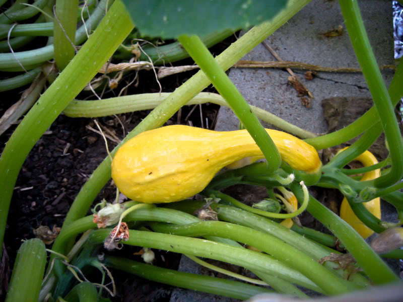 50 Yellow CROOKNECK SQUASH Summer Cucurbita Pepo Vegetable Seeds *Flat S/H