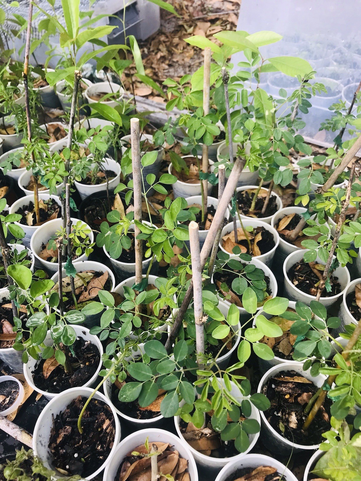 Moringa Oleifera Miracle Tree Life Plant Organic 12” In 4” Pots 6 month grow
