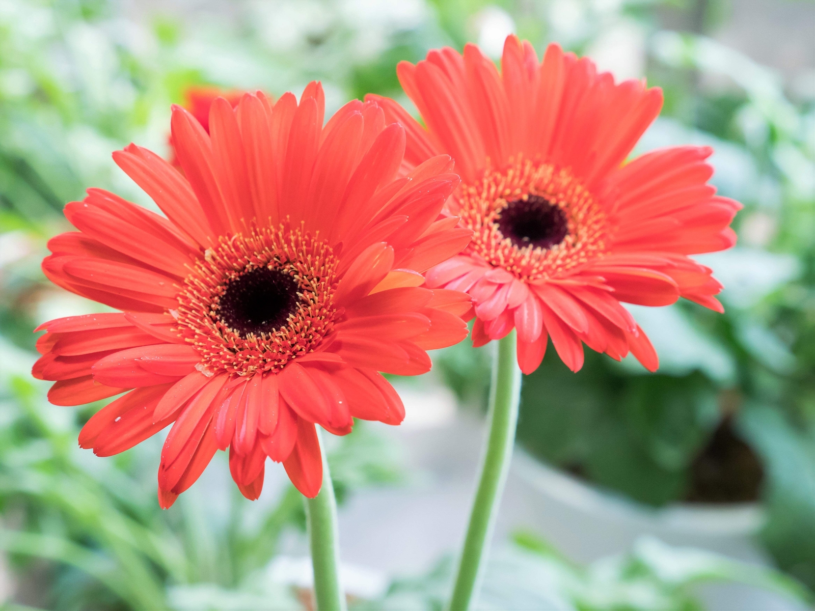20 GERBER DAISY Mixed Colors Gerbera Jamesonii Barberton African Flower Seeds