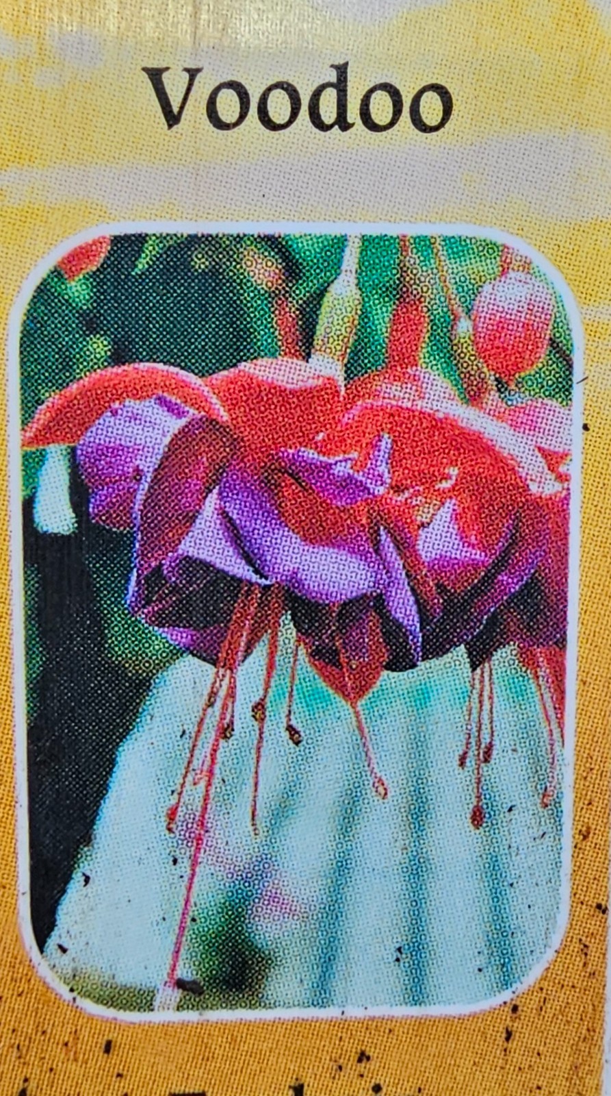 3-pack choice LIVE FUCHSIA PLANT GROWING IN 6″ POT, choose from 15+ varieties