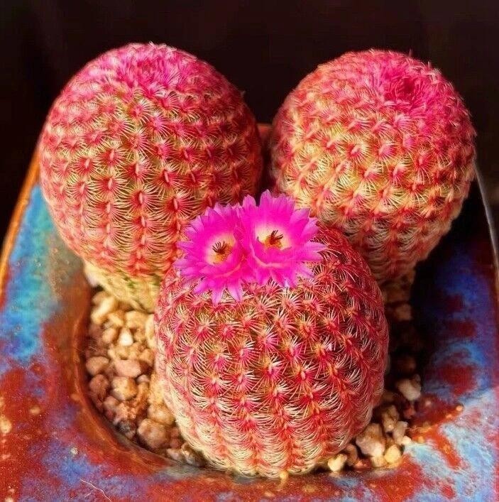Echinocereus rigidissmus rubispinus Rainbow Hedgehog Cactus Succulent Plants