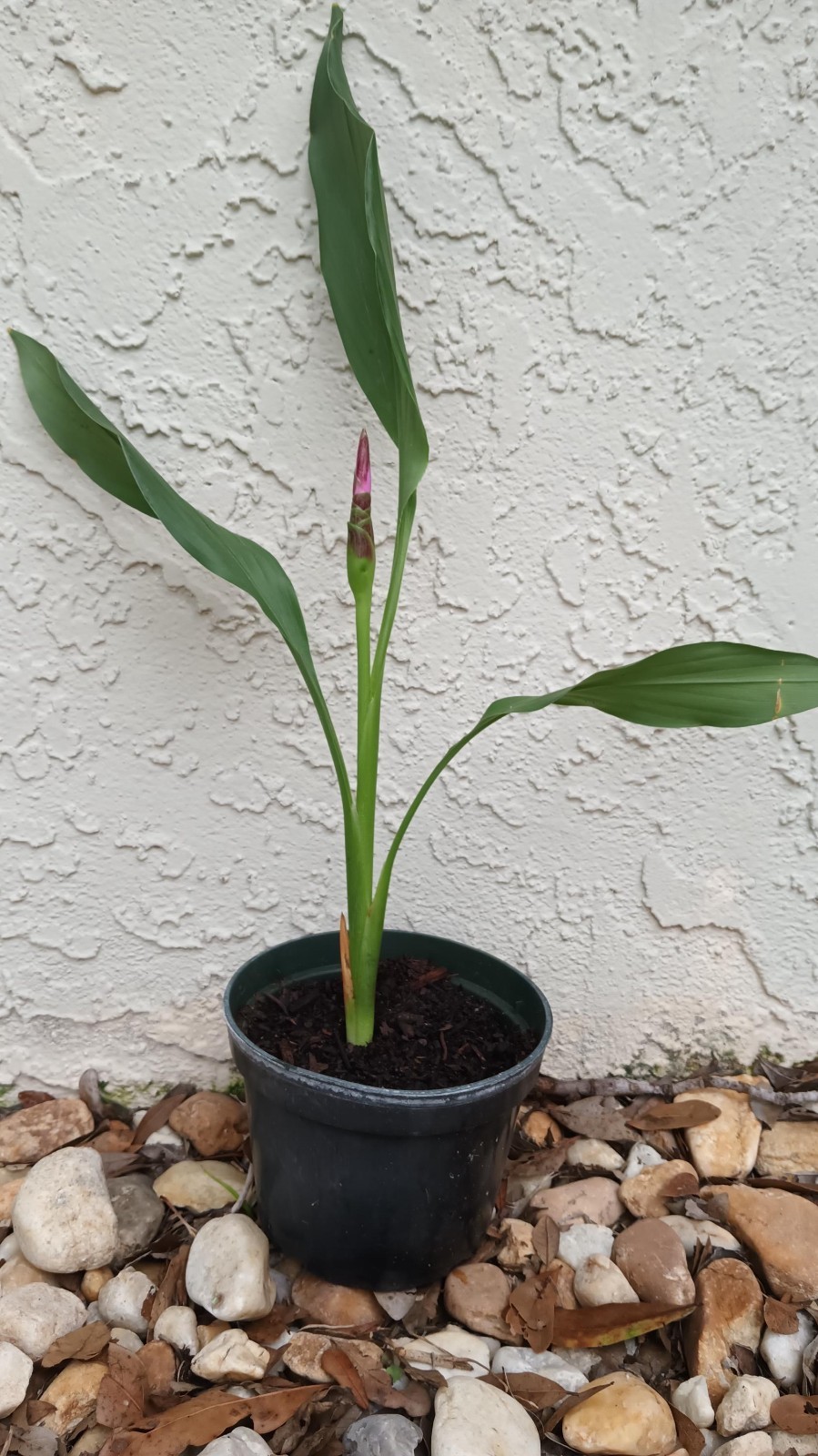 6x Curcuma Alismatifolia -BAREROOT Large WHITE Siam Tulip – Ginger Summer Tulip