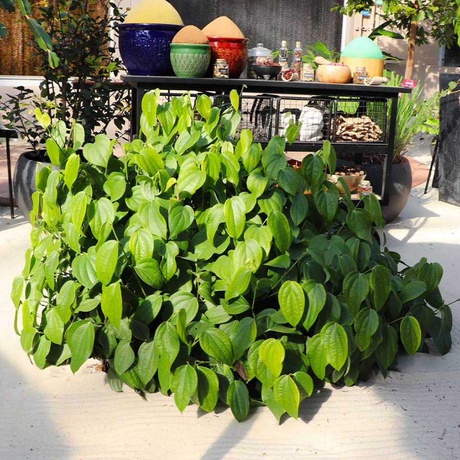 2 Live Black Pepper Plants –4-6″ Tall – Piper Nigrum – Spice Vine – No Pot