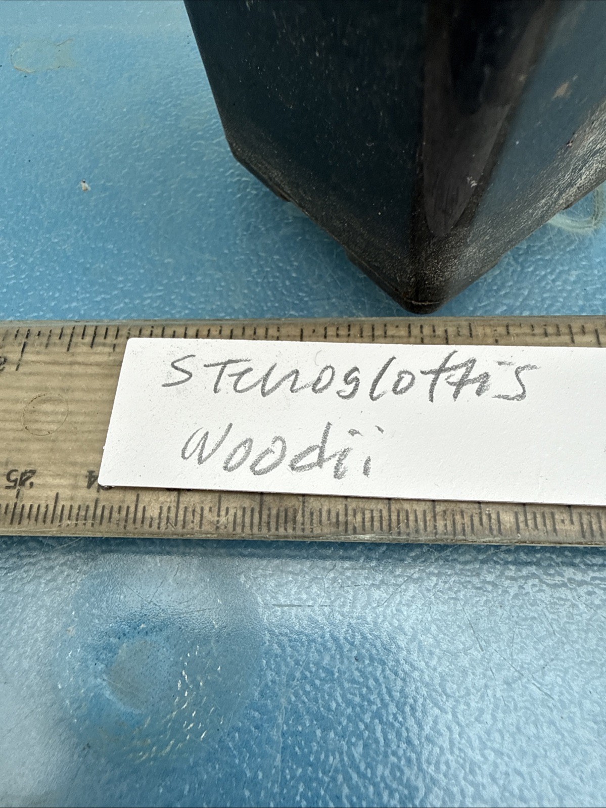 Stenoglottis woodii BS Pink Purple Orchid Species 2″ Pot TWO GROWTHS + 2 SPIKES
