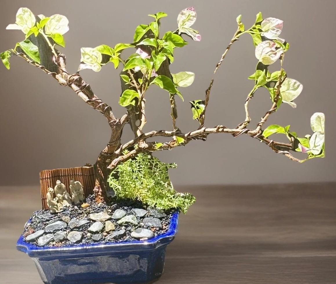 15 YEAR OLD BOUGAINVILLEA BONSAI TREE. WHITE & PINK FLOWERS “YANI’S DELIGHT”