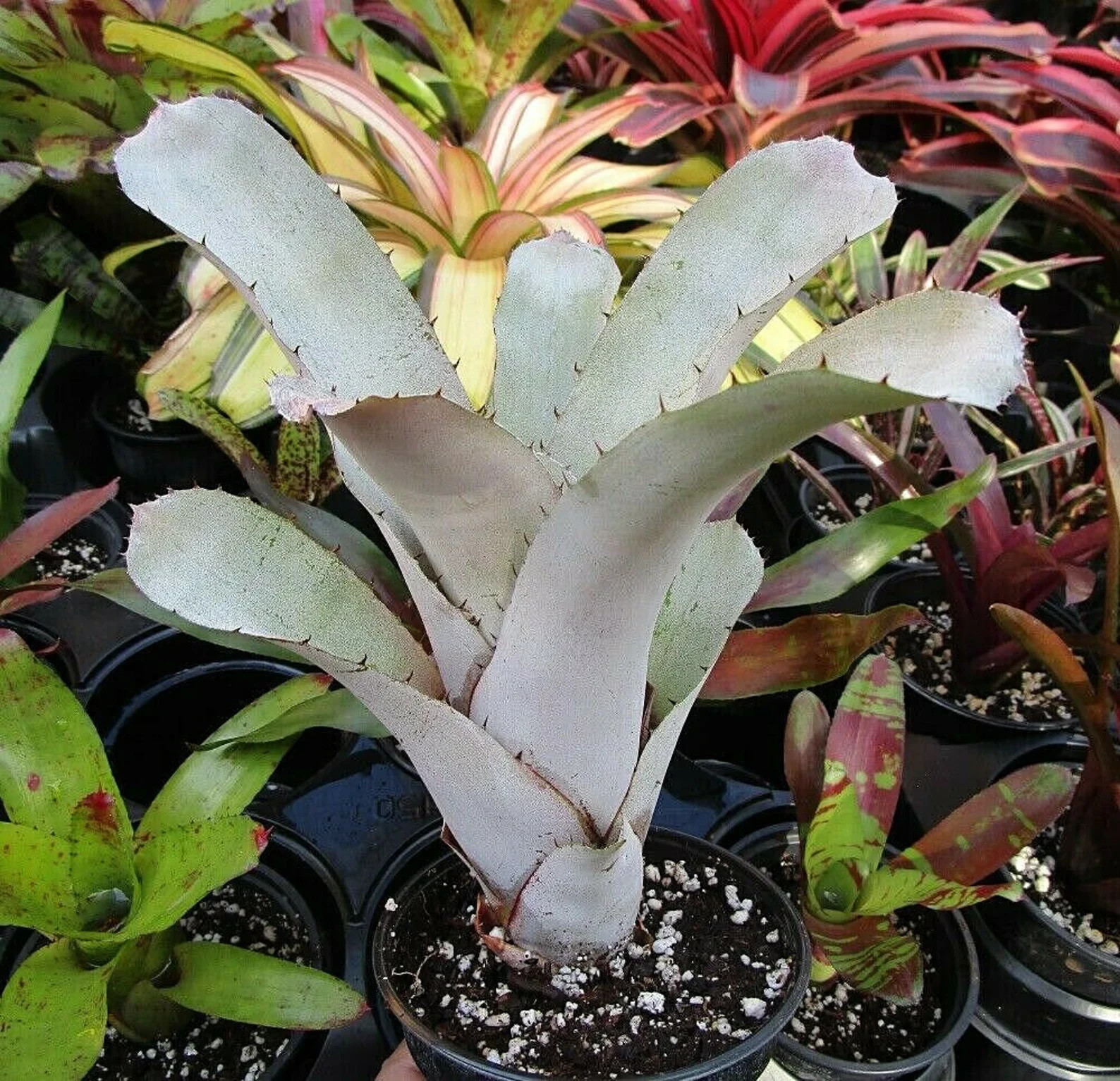 🌞 BUY 4 SAVE 15% Bromeliad Aechmea LITTLE HARV Offset • Sun Loving Hybrid 🌞
