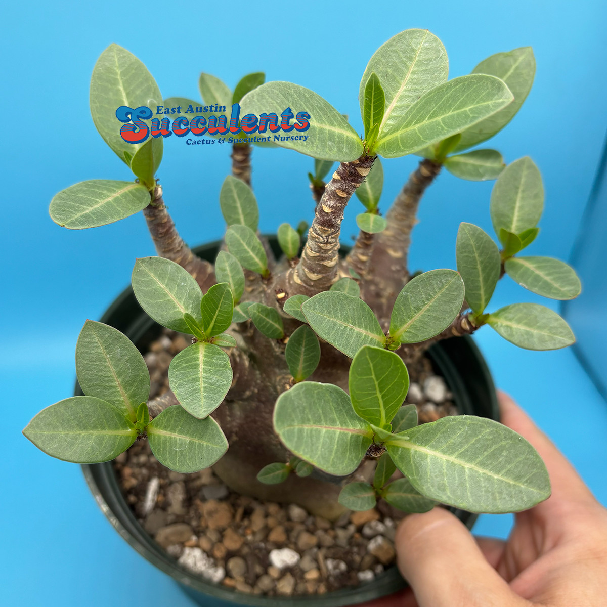 Adenium thai socotranum hybrid ‘black skin’ – Live Rooted Succulent