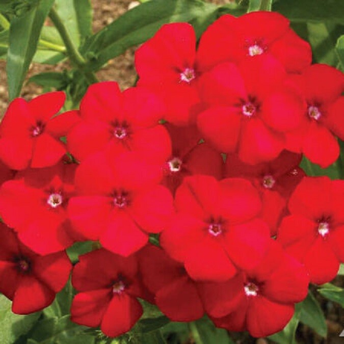 RED PHLOX Annual Rock Gardens Heirloom Flower Pure Seed Fresh Non-GMO 200 Seeds!