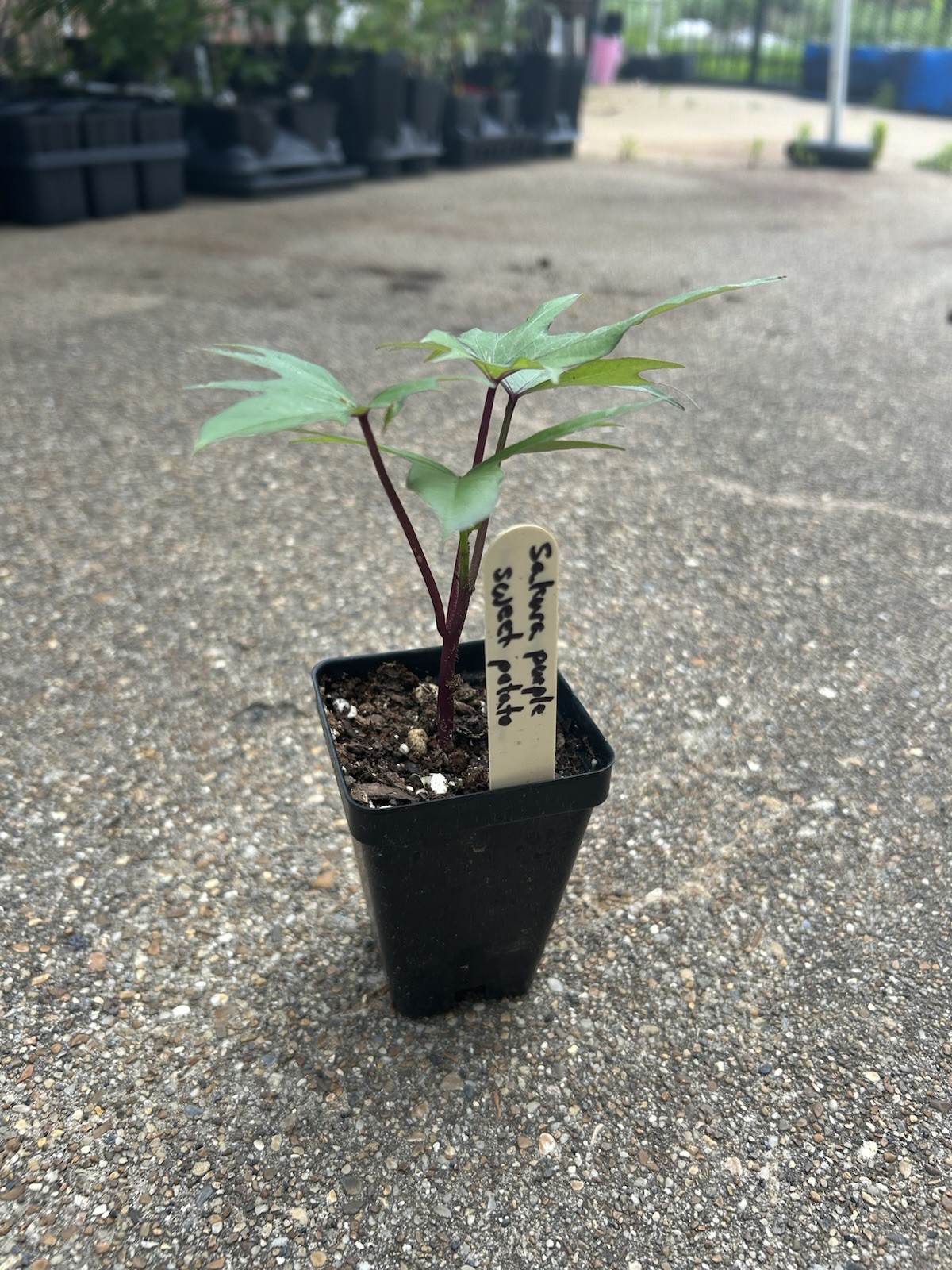 Potted Sweet Potato Plant – Sakura Purple – Vining Type- Non GMO & Chemical Free