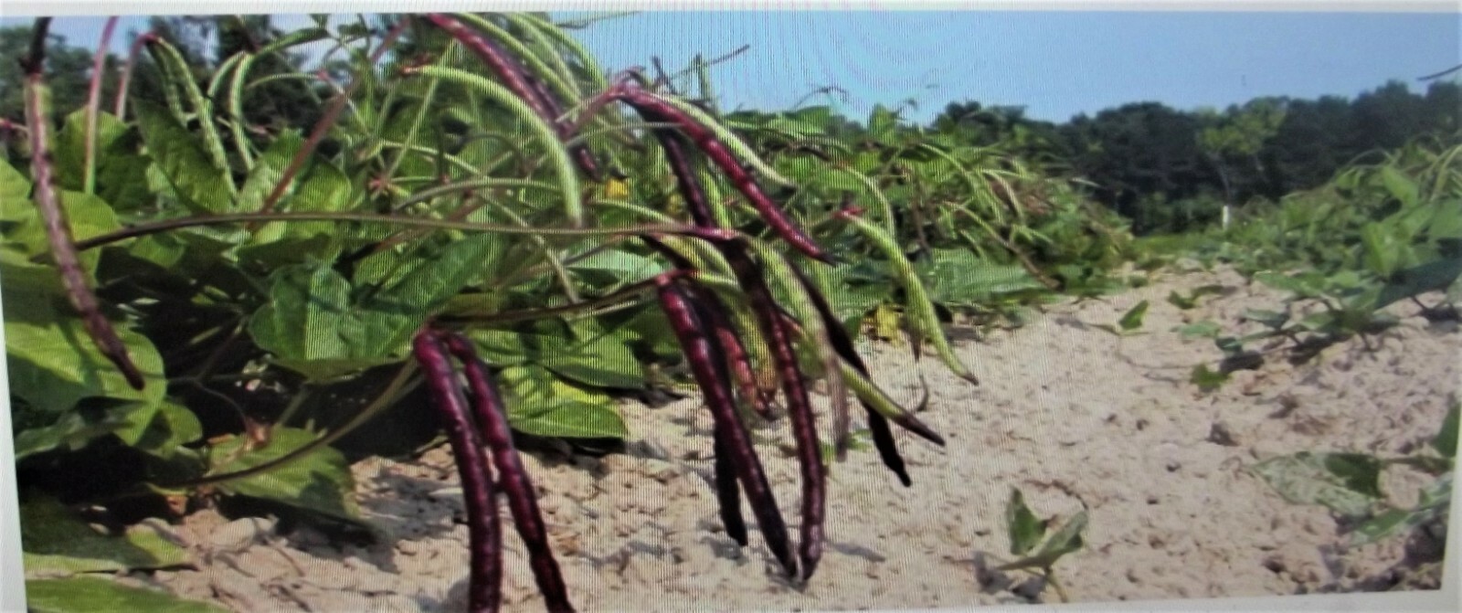 1 Lb Pinkeye Purple Hull BVR Cowpeas Benefits St. Jude