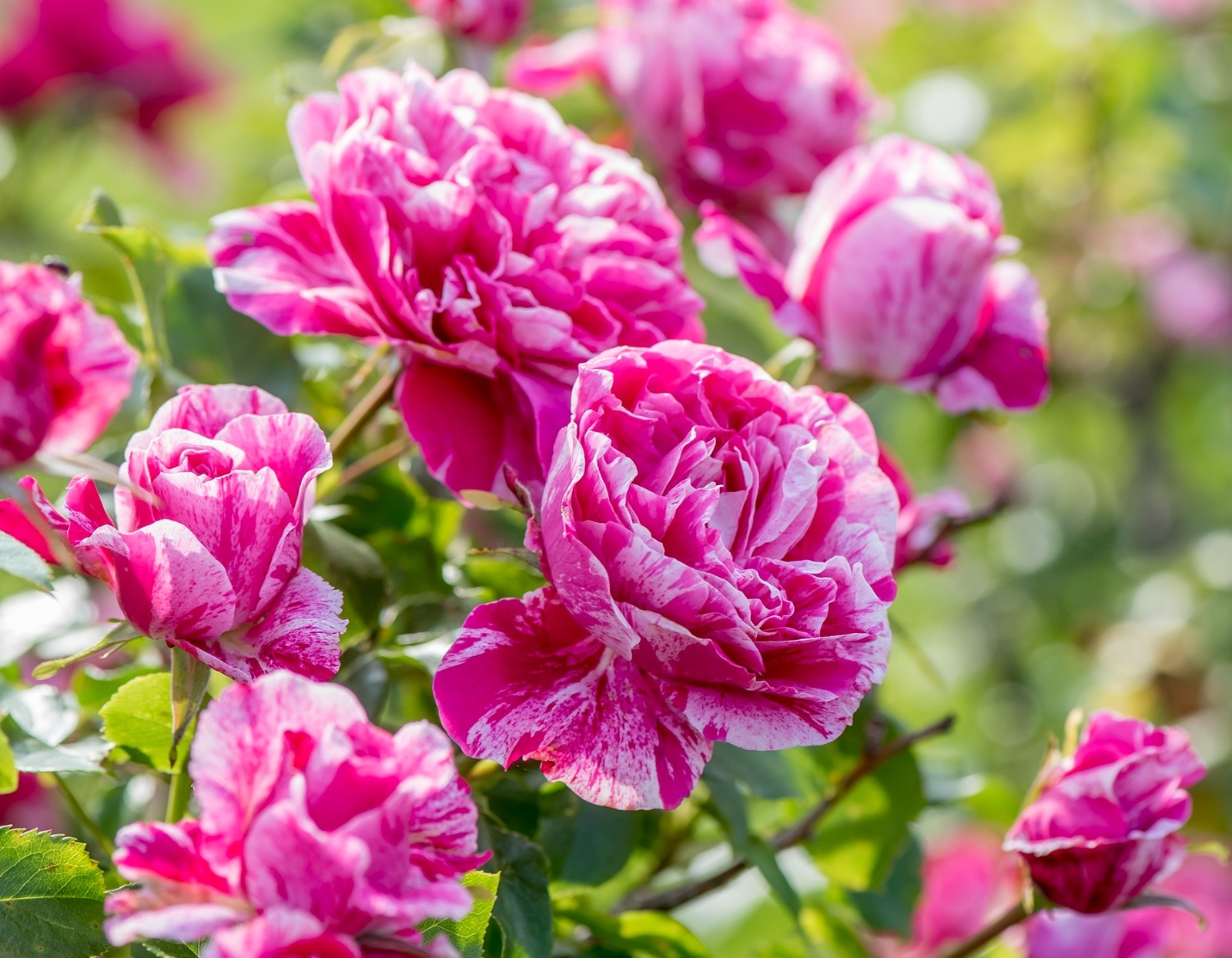 Raspberry Creme Twirl Climbing Rose 1.5 Gal Potted Striped Flowers, Own Root