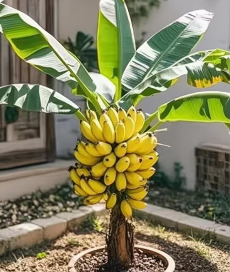 Banana Tree Seeds 10 EasytoGrow Seeds for Indoor or Patio Planting