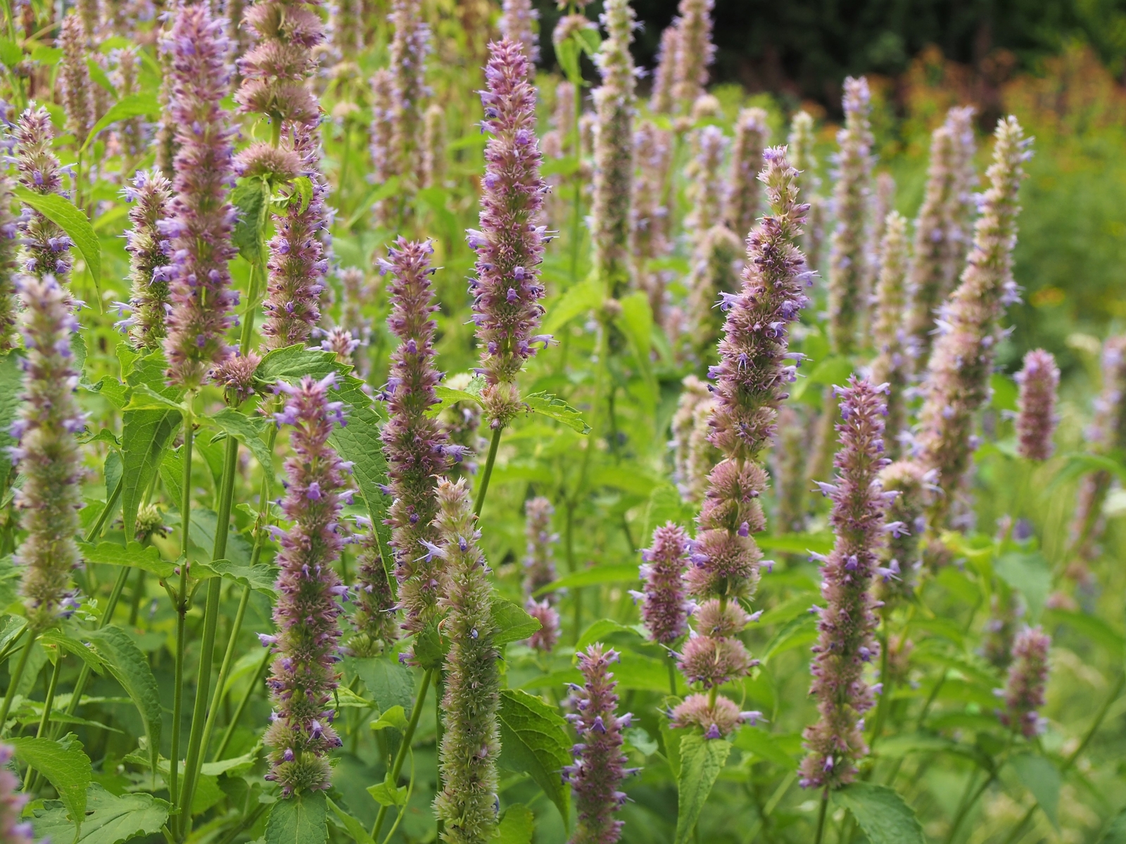 500 MEXICAN GIANT HYSSOP Seeds (Agastache mexicana) | NON-GMO | Free shipping
