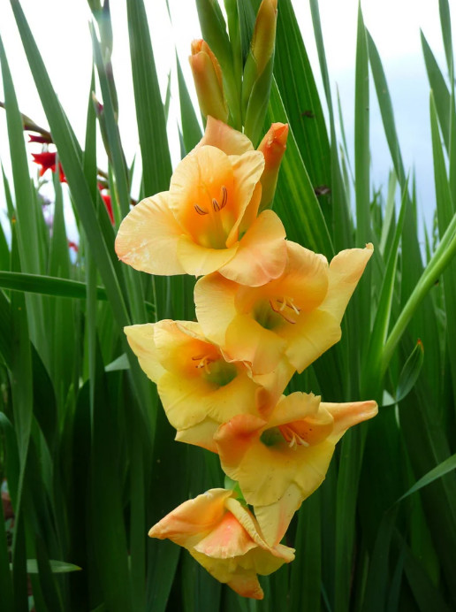 Mix 5 Pack Gladiolus “Sunglow, Ivory Priscilla” Corms Bulbs, Gift, Plant Guide