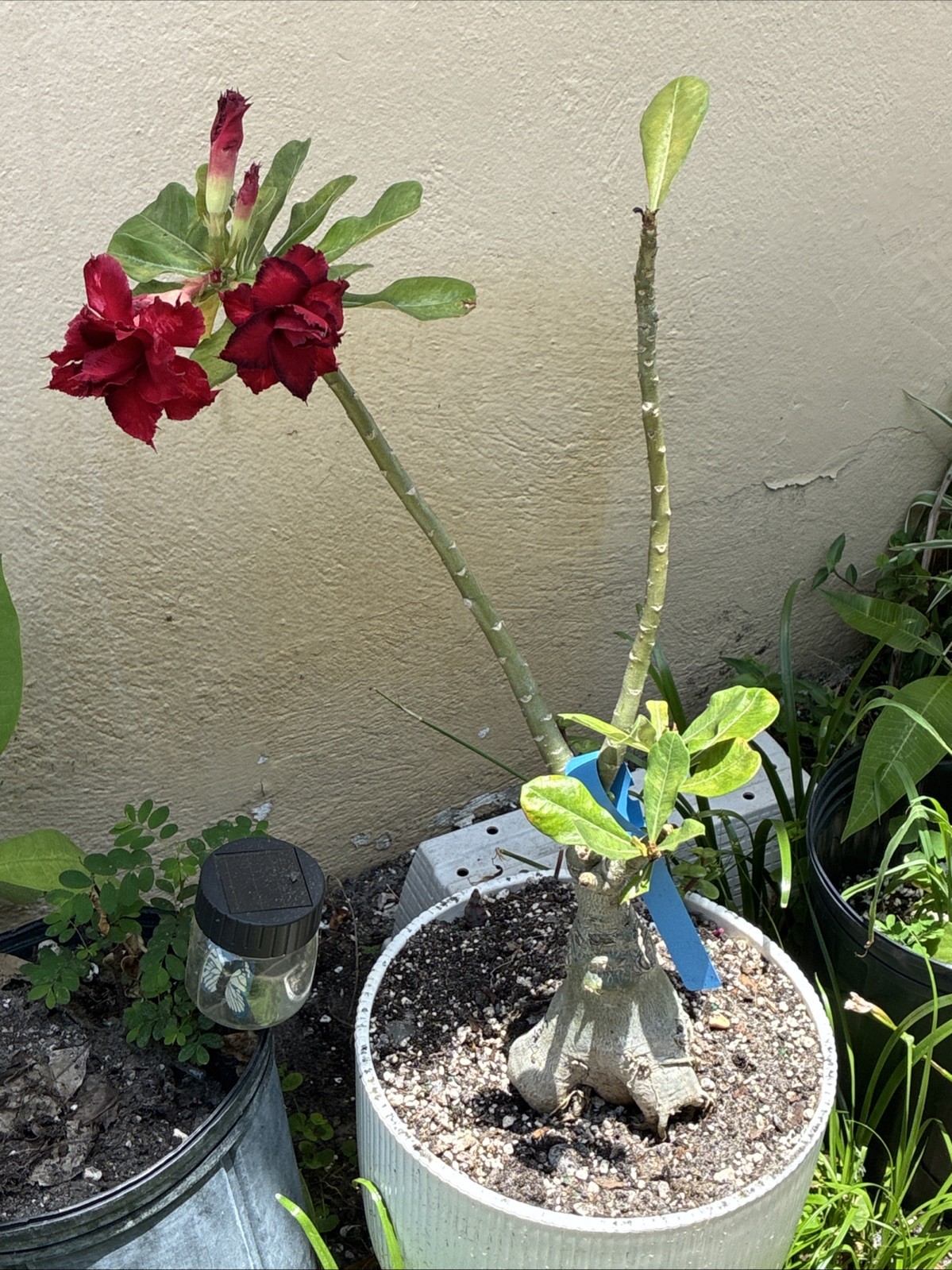 Beautiful Desert Rose Live Plant Exotic Red Triple Petal With Dark Edge 25” Tall