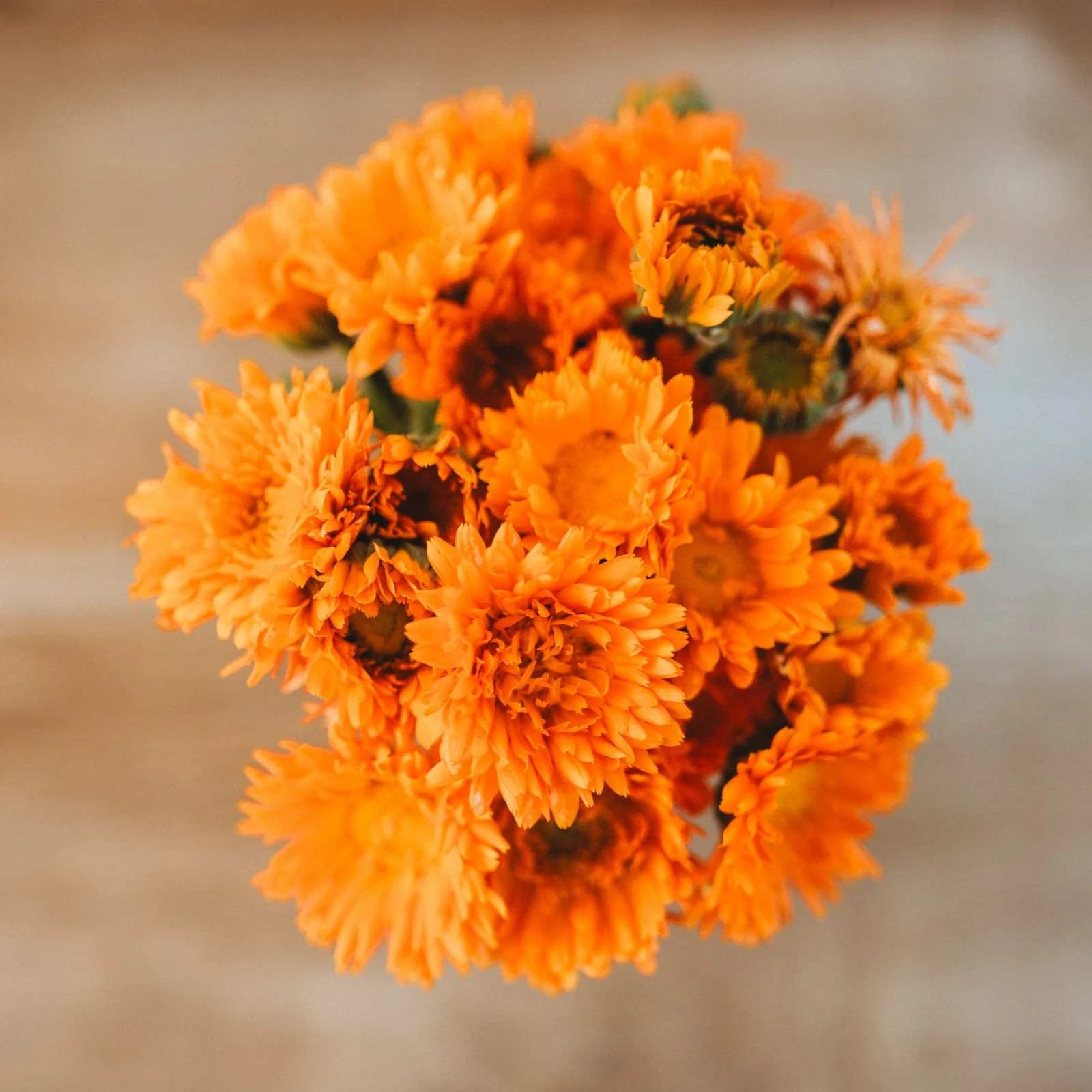 30 Ball’s Orange Calendula Seeds, Calendula officinalis, Edible, Landscape, USA