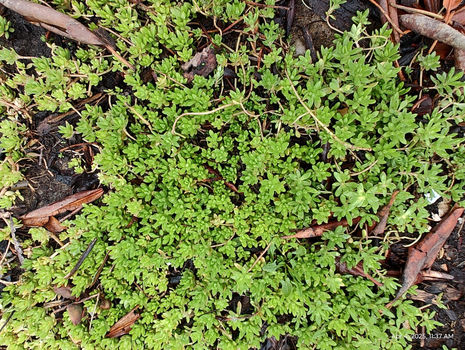 70 Cuttings Sedum Sarmentosum, Fast Growing, Creeping, Perennial, Live