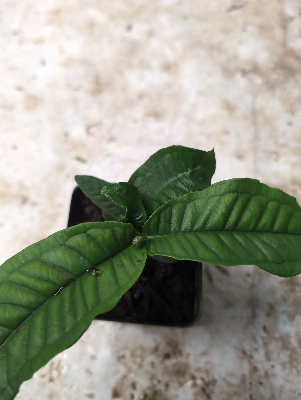 Syzygium Aqueum – “Jambo Branco” (White Water Apple) – Tropical Myrtaceae