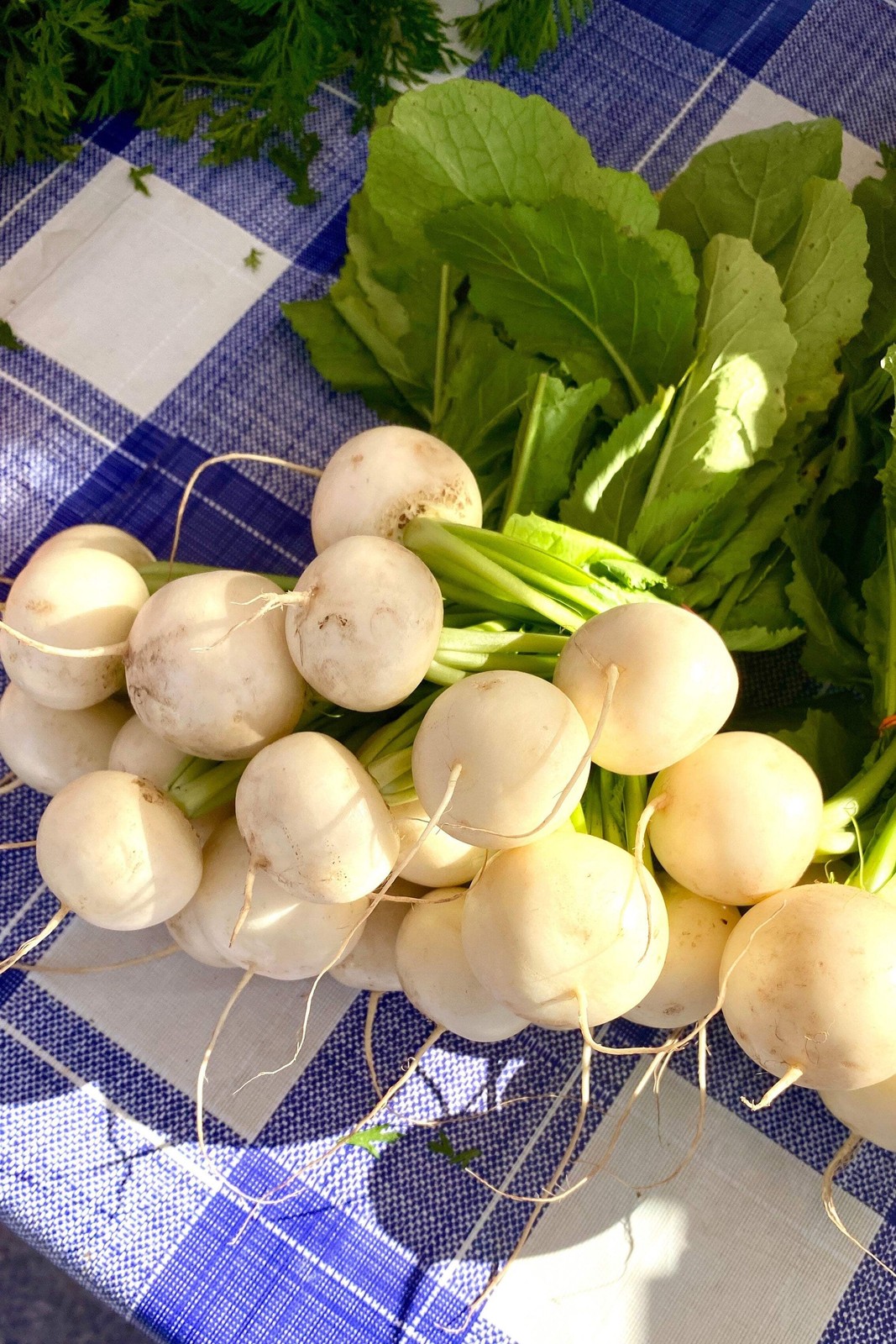 500 Hailstone WHITE GLOBE RADISH Raphanus Sativus Vegetable Seeds