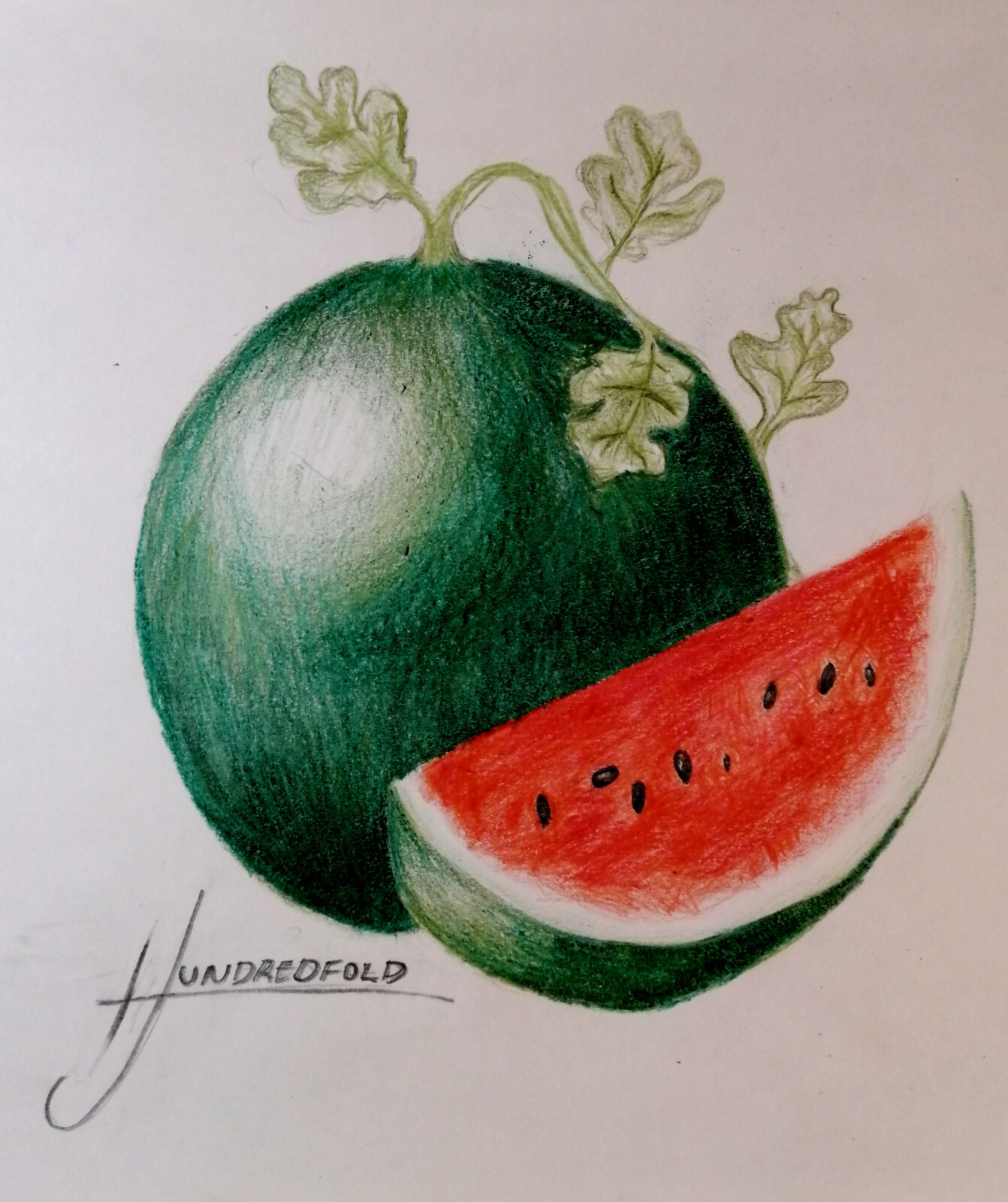 50 Organic Sugar Baby Watermelon Seeds – Citrullus lanatus Heirloom Sweet Fruits