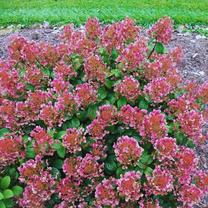 Pink to Red White Hydrangea Live Plant 5-9 Inch, Bush Shrub Color Change