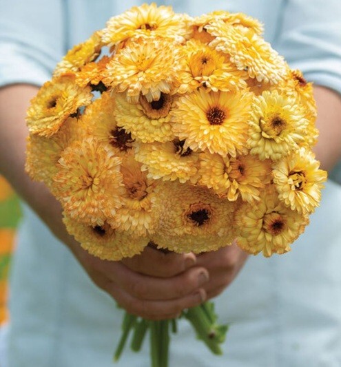 40 Calendula Apricot Beauty seeds