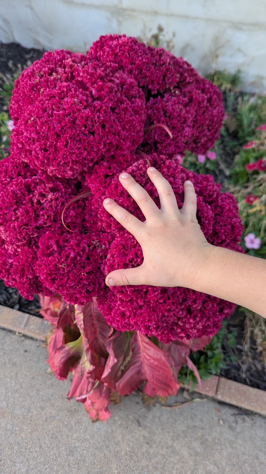 200+ Heirloom Giant Cockscomb seeds Magenta Celosia seeds Flower Seeds