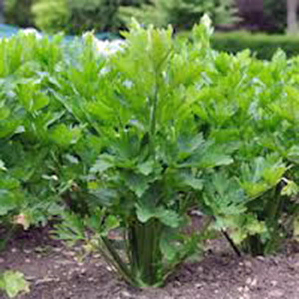 CELERY SEED, UTAH TALL, 25+ SEEDS, HEIRLOOM, NON GMO, CELERY SEEDS