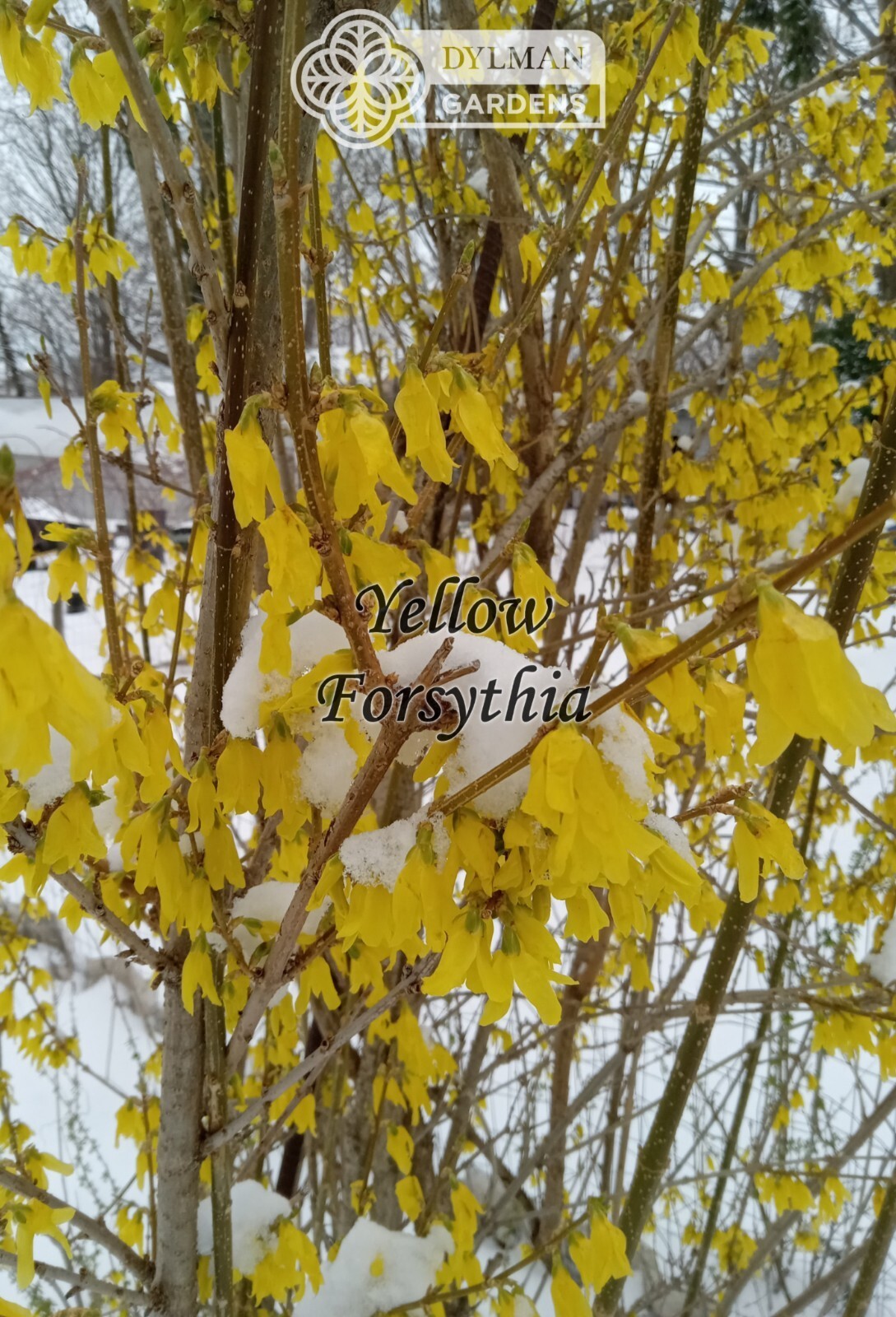 Forsythia Plant (Forsythia x intermedia) – Yellow Spring Blooms – Multiple Sizes