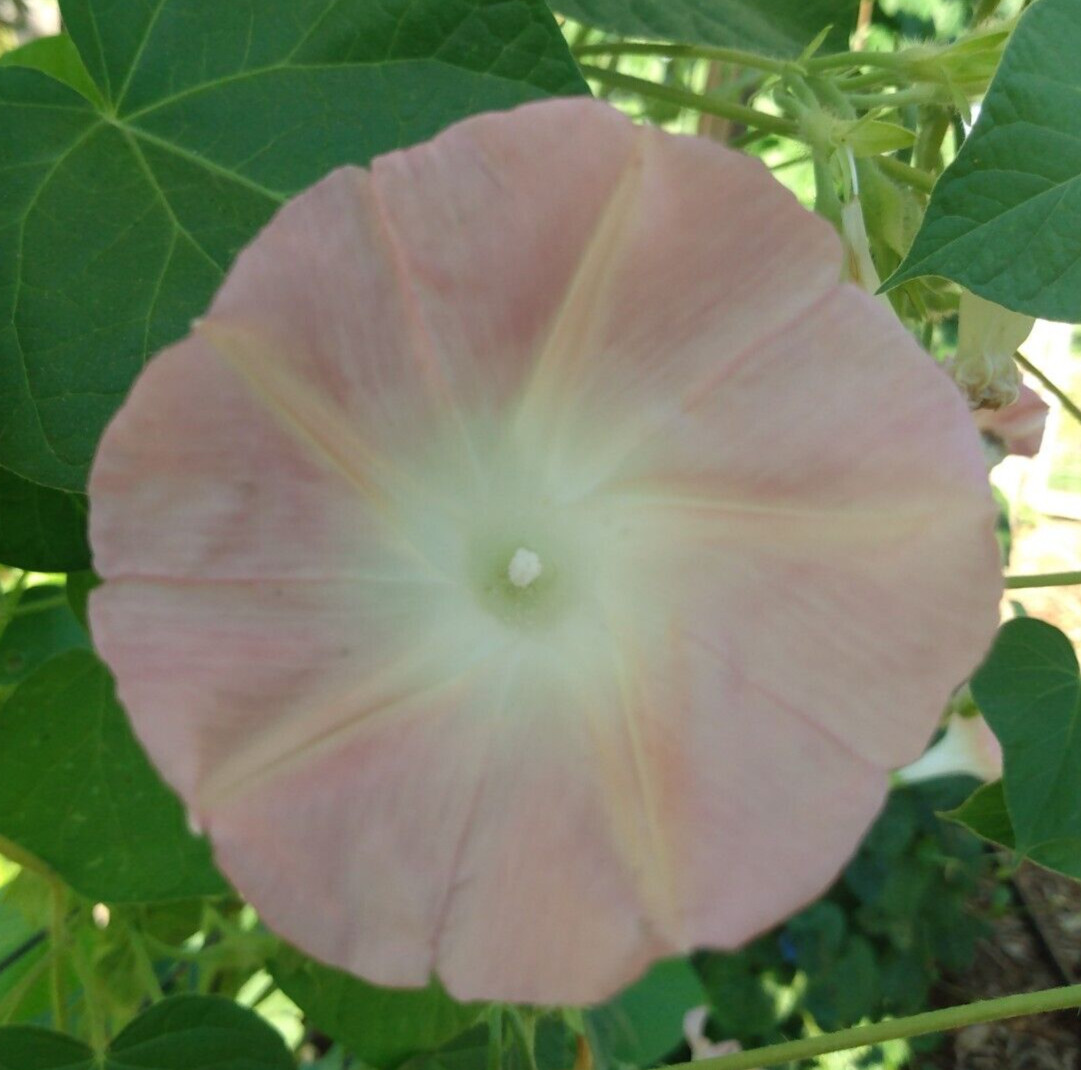 100+ Morning Glory Seeds Mystery Mix | Purple/Blue/Orange/Red/Pink/White/Striped