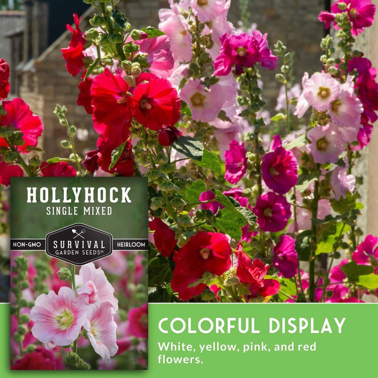 Mixed Hollyhock Seeds Tall Colorful Flower Spikes for Gardens and Hummingbirds