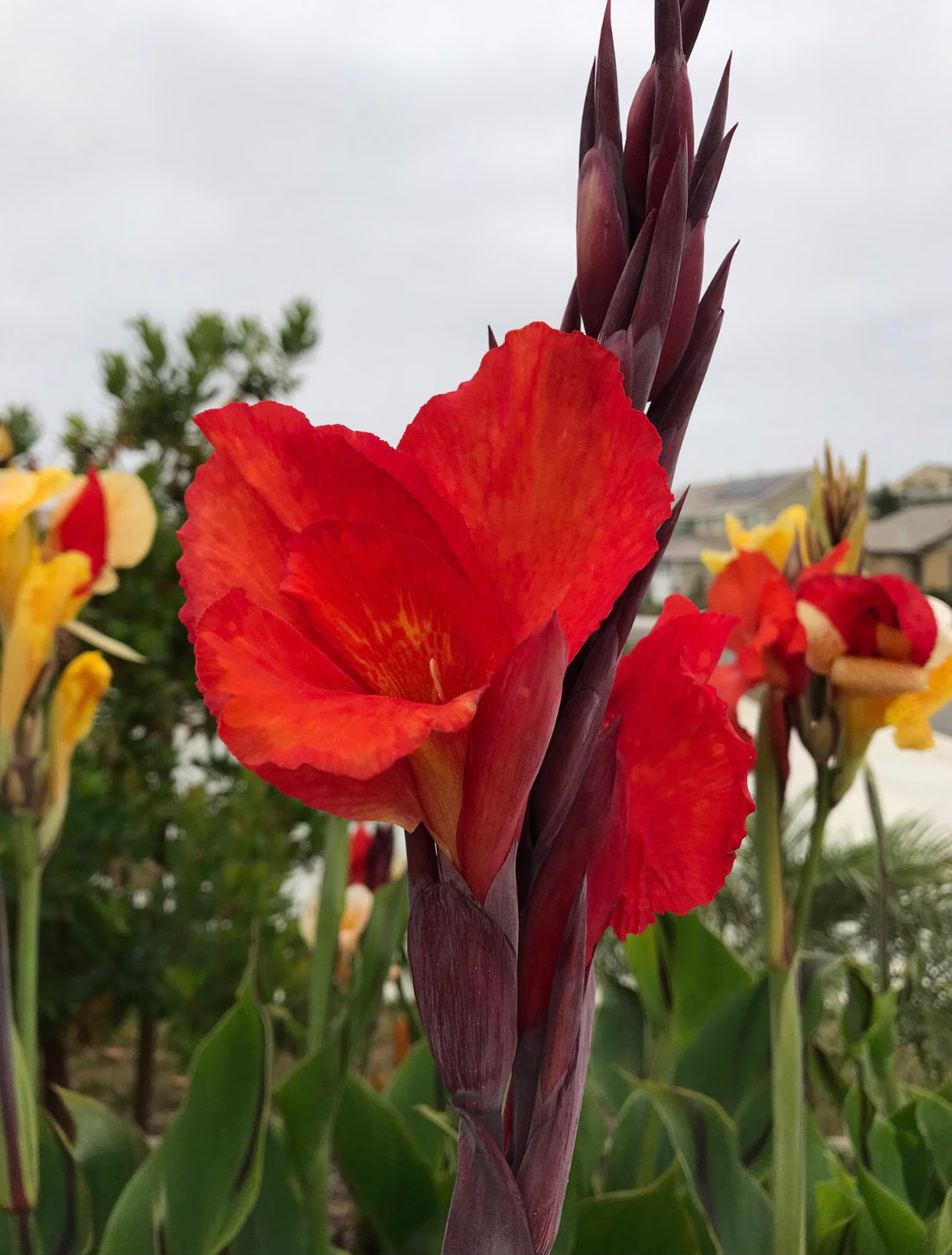 Canna Lily Cleopatra Rhizome: Variegated Foliage, Exotic Blooms – 1-Rhizome