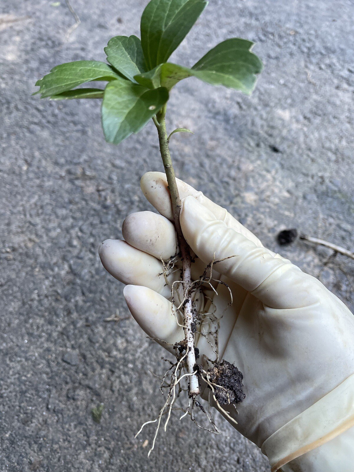 30 Japanese Pachysandra Bare Root Plants