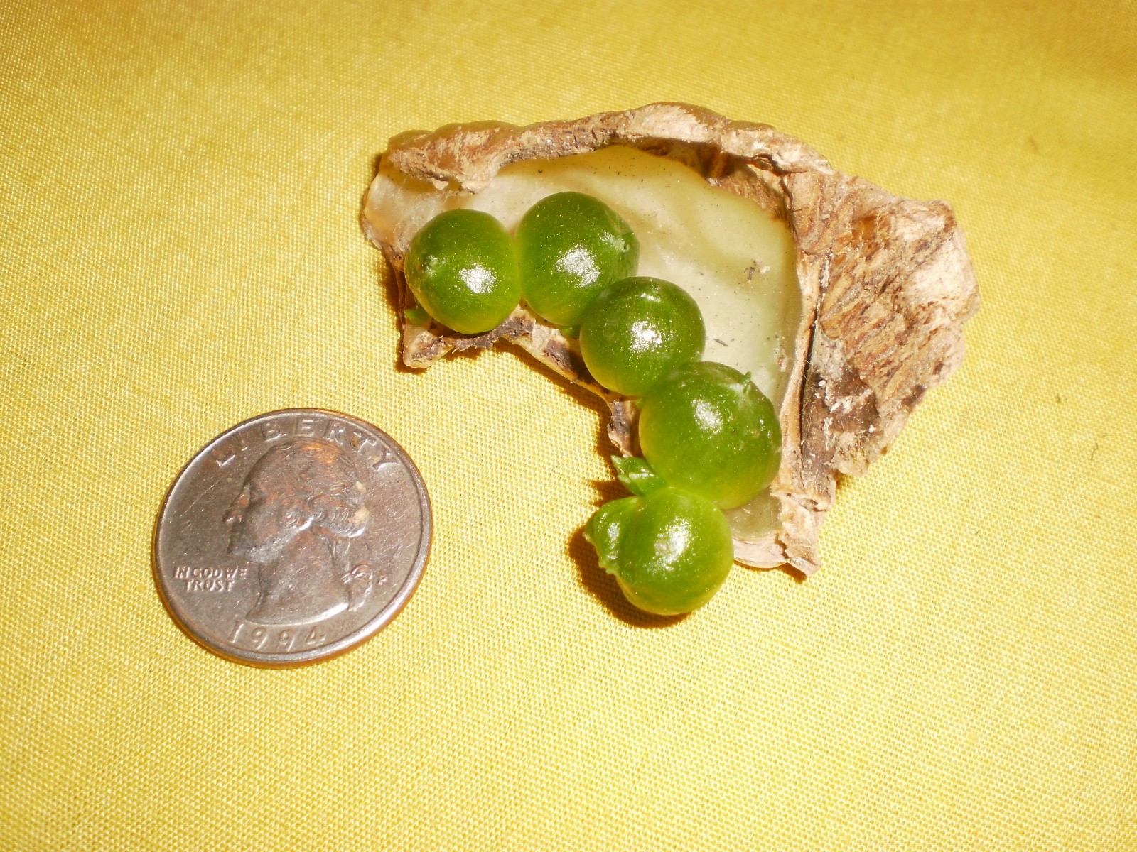 Bowiea volubilis bulbs about two years old sprouting on a slice a parent bulb