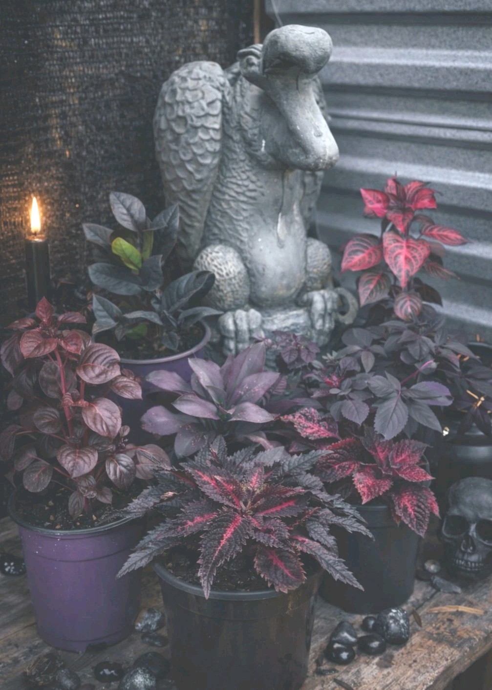 Goth Live Plant Bundle Dark Foliage Houseplants Black Purple Red Witchy Decor