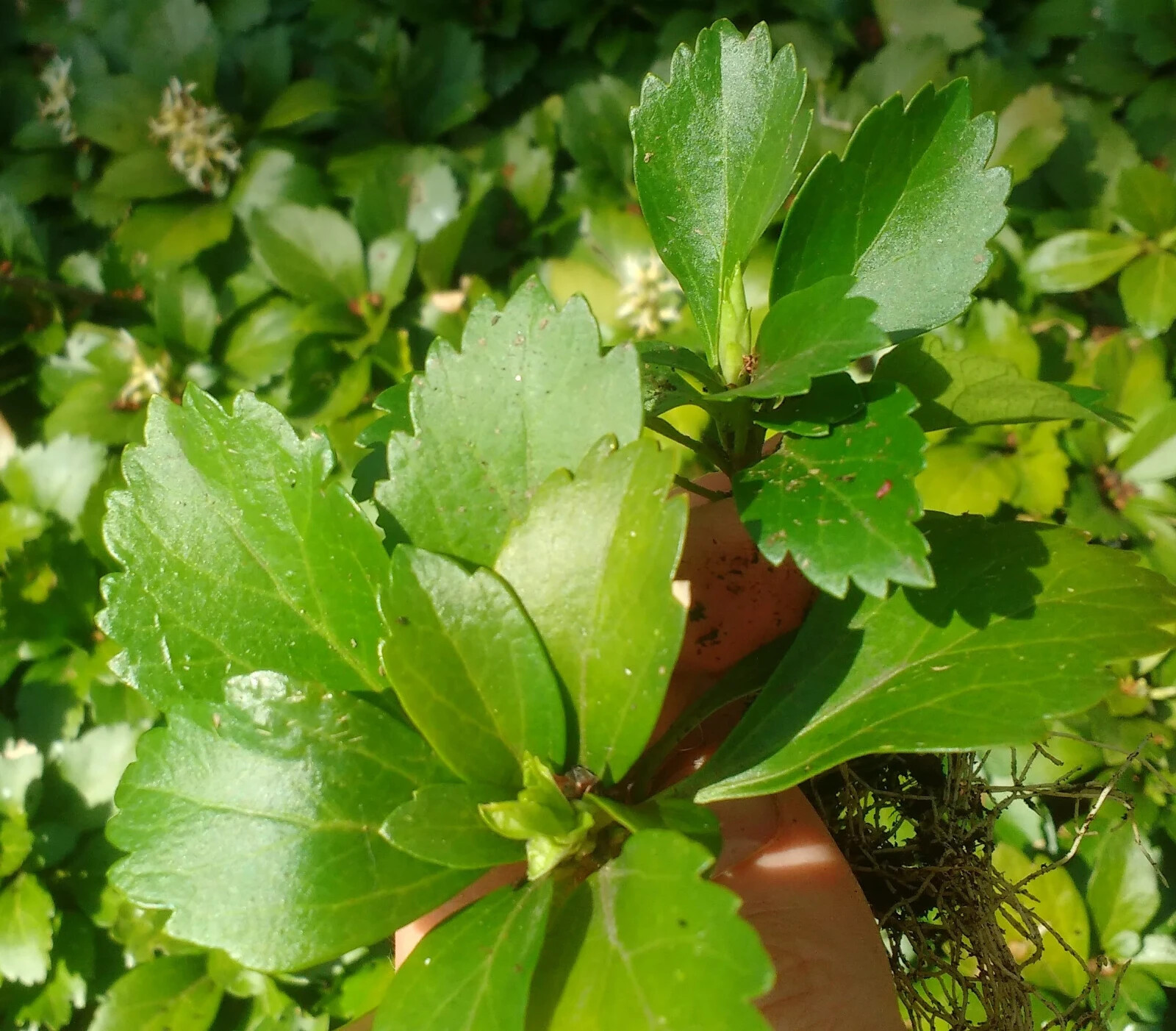 Pachysandra Terminalis ‘Green Carpet’ – 100 Bare Root Plants
