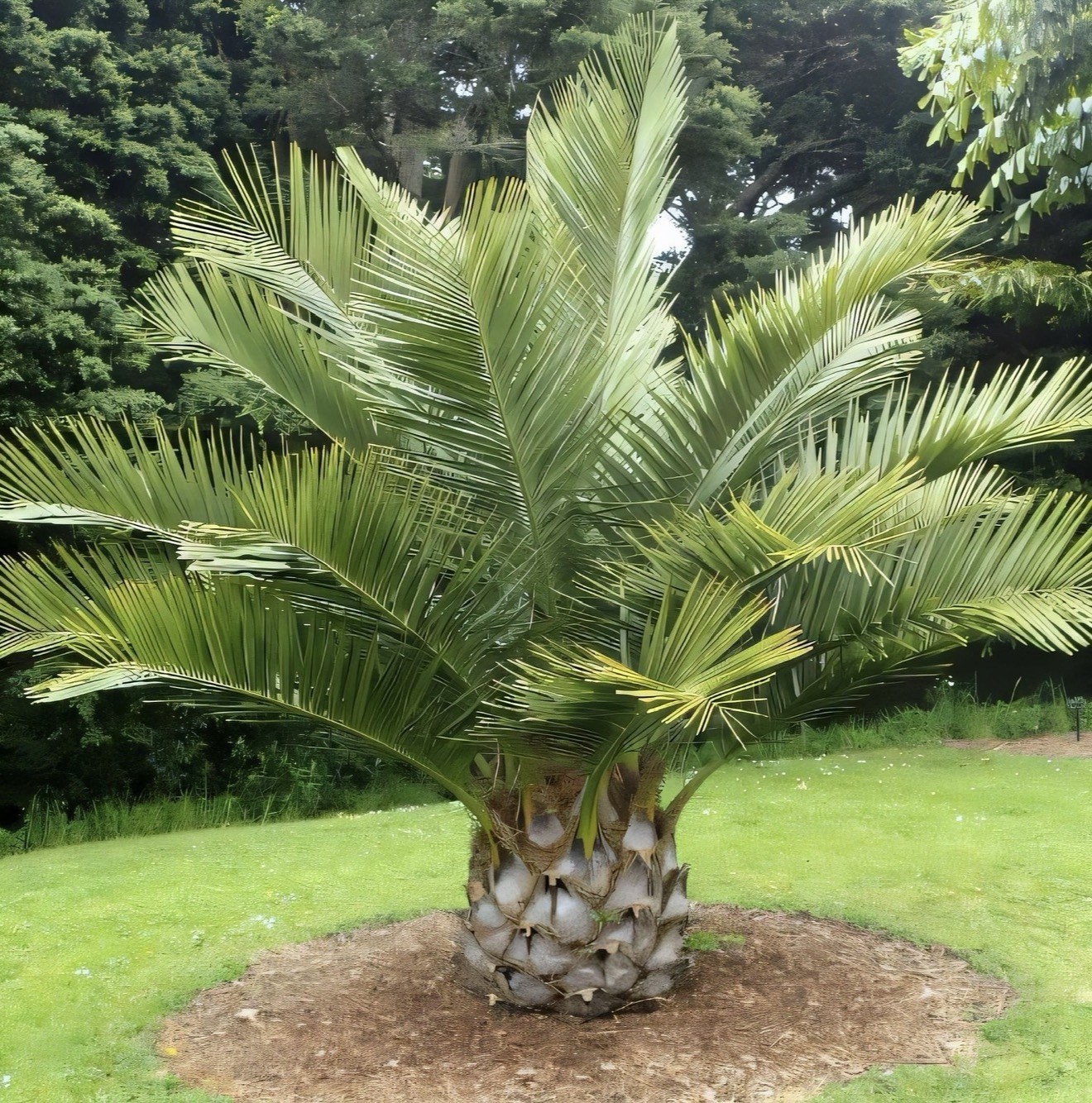 LIVE – Jubaea Chilensis Seedling – Cold Hardy 5F – Snow/Ice Resilient -Rare Palm