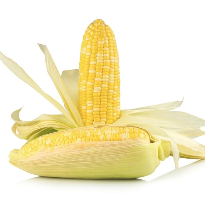 Fantastic XR Bi-Color Sweet Corn Seeds (Zea mays) – 50+ Non-GMO & Heirloom